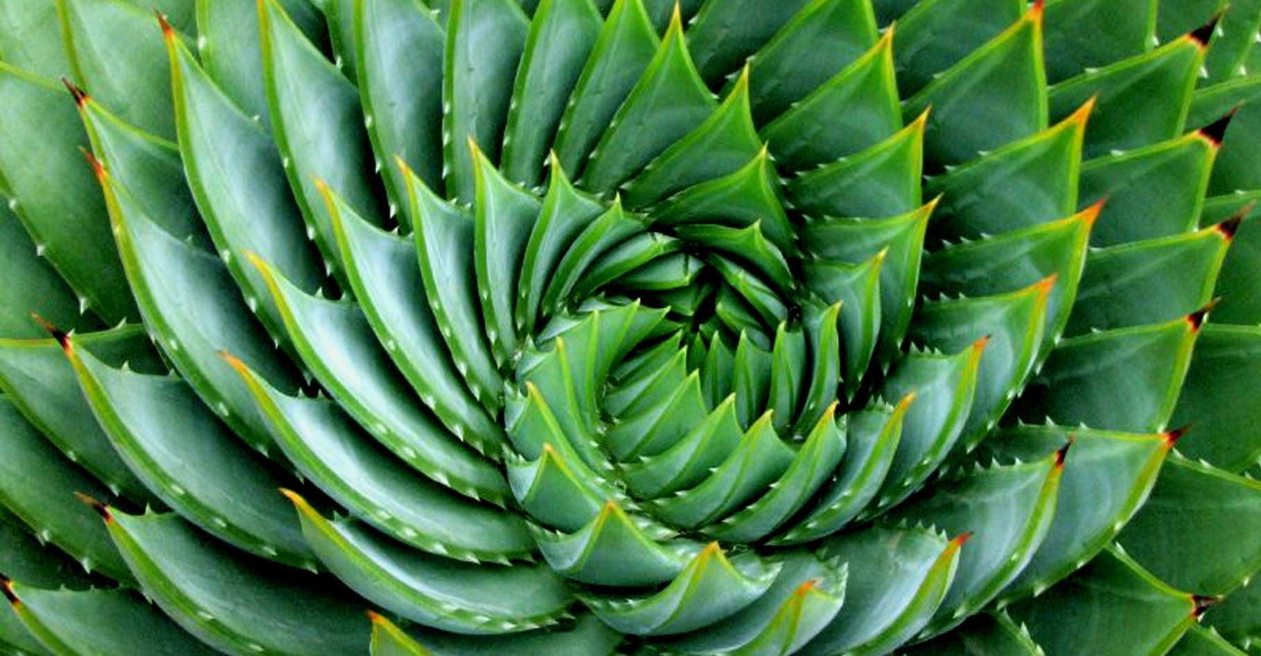 Fibonacci dans la nature