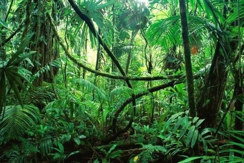 Jungle V1 op La jungle